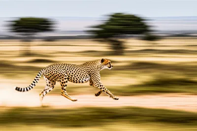 Illustration rate - Image 1