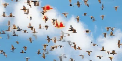 Illustration subtype - Image 1