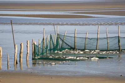 Illustration ebb - Image 1