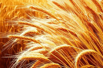 Illustration corns - Image 1