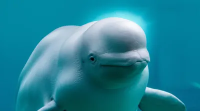 Illustration melons - Image 1