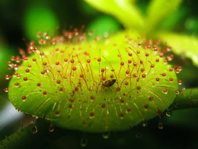 Illustration tentacle - Image 1