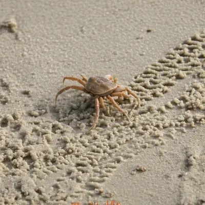 Illustration scrawl - Image 1