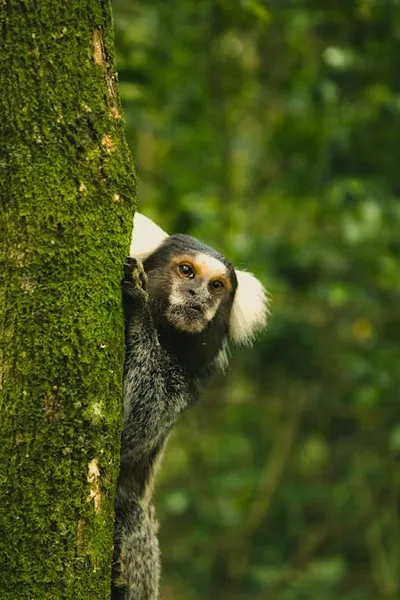 Illustration marmoset - Image 2