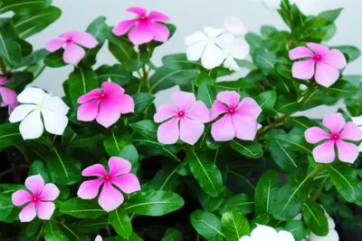 Illustration periwinkles - Image 1