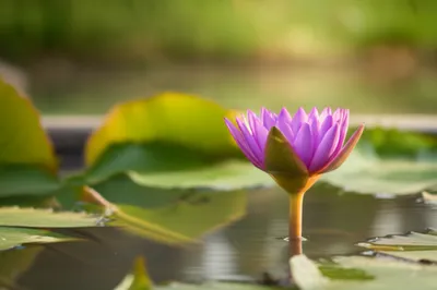 Illustration mindfulness