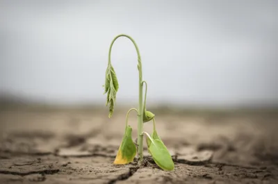 Illustration sickly - Image 1