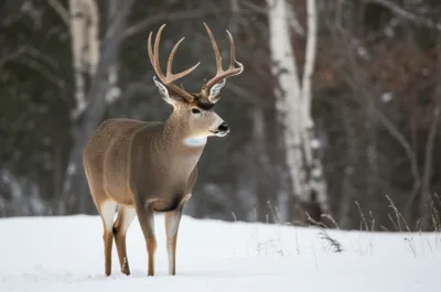 Illustration pollards - Image 1