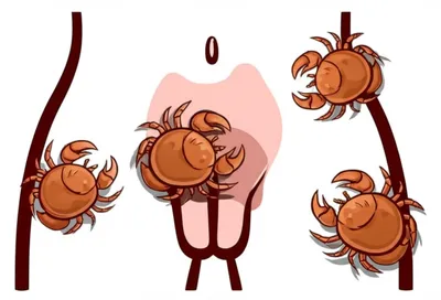 Illustration crabs - Image 1