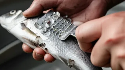 Illustration scale - Image 1