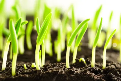 Illustration sprouting - Image 1