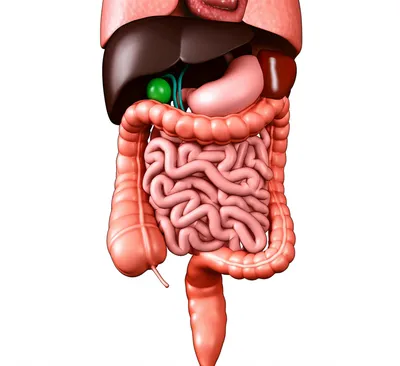 Illustration gut - Image 1