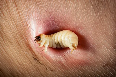 Illustration warble - Image 1