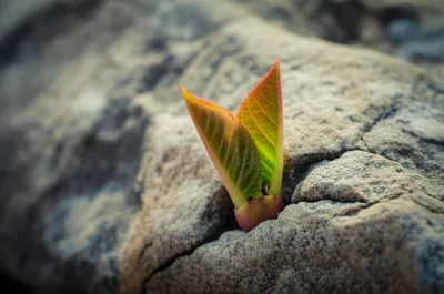 Illustration gem - Image 1