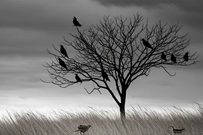 Illustration croaks - Image 1