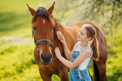 Illustration groomed - Image 1