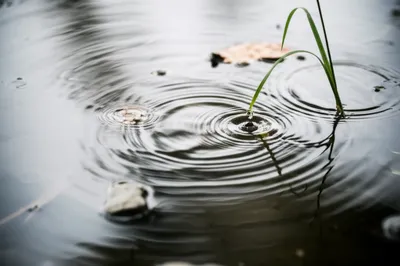 Illustration has - Image 1