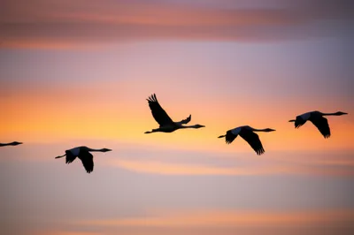 Illustration cranes - Image 1