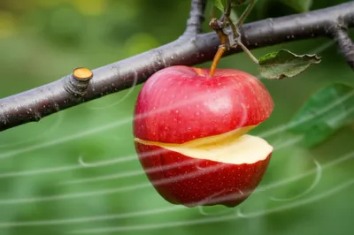 Illustration windfall - Image 1