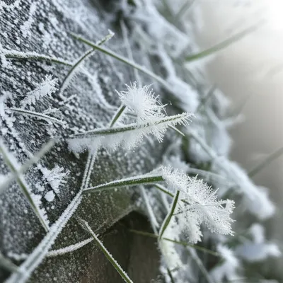 Illustration hoarfrost