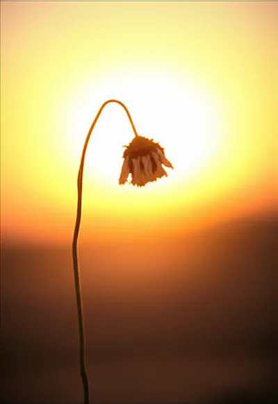 Illustration prolonged - Image 1