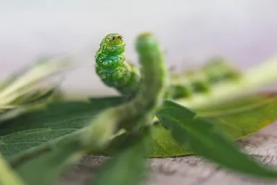 Illustration caterpillars - Image 2