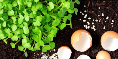 Illustration fertilizer