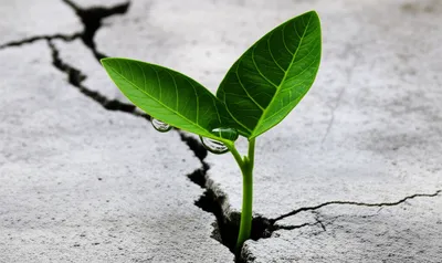 Illustration subsists - Image 1