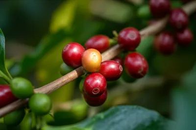 Illustration berries - Image 1