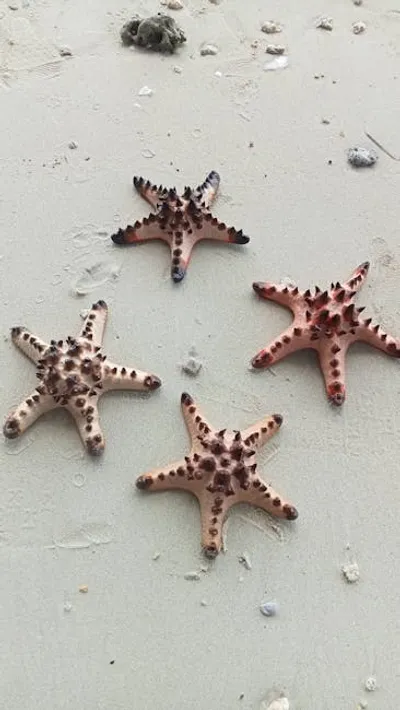 Illustration starfishes - Image 2