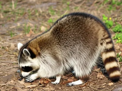 Illustration coons - Image 1