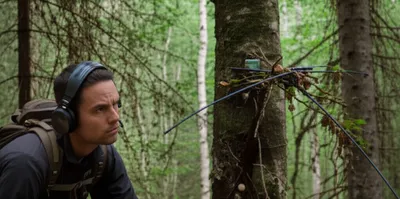 Illustration foxes - Image 1