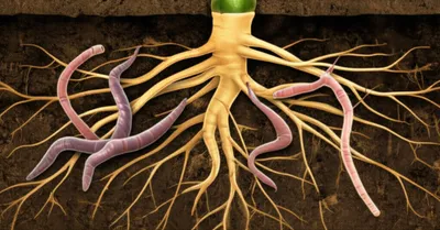 Illustration nematodes - Image 1