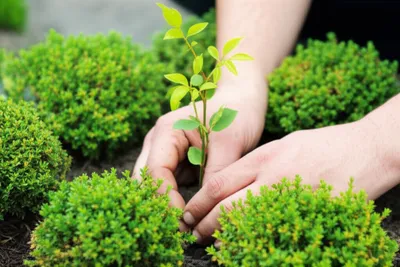 Illustration bush - Image 1