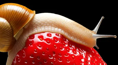 Illustration slimes - Image 1