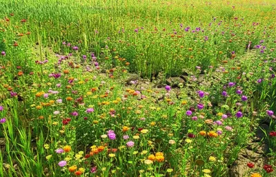 Illustration battling - Image 1