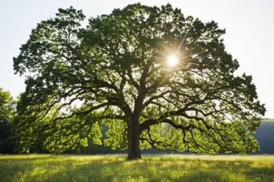 Illustration dominate - Image 1