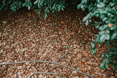 Illustration brash - Image 1