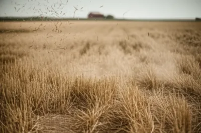 Illustration crap - Image 1