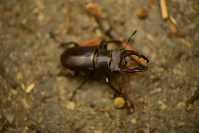 Illustration mandible - Image 2