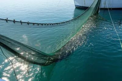 Illustration drags - Image 1