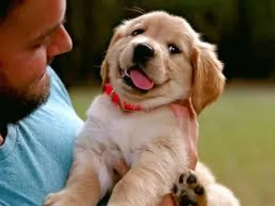 Illustration puppy - Image 2