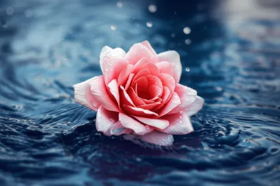 Illustration waterproof - Image 1