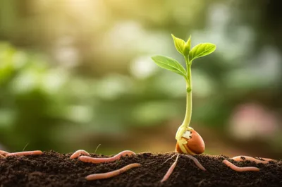 Illustration growing - Image 1