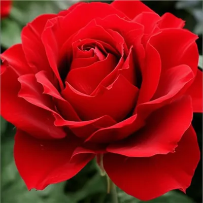 Illustration carnation - Image 1