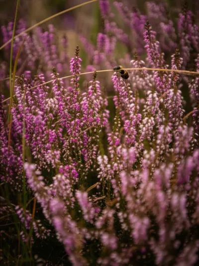 Illustration calluna - Image 1