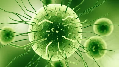 Illustration flagellations - Image 1