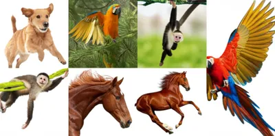 Illustration forelimbs