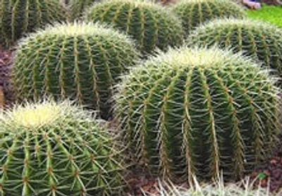 Illustration cacti - Image 2