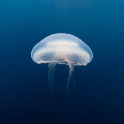 Illustration pileus - Image 1